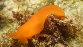 串本　くしもと大橋付近 ホウズキフシエラガイ　Berthellina delicata (Pease, 1861)