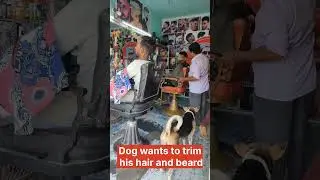 Dog wants to trim his hair and beard🤣🤣🤣 #animals #dog
