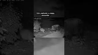 What will happen to this fat cat ?? 🐱🗿#shorts#cctvcam#animalcam