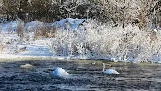 Relaxing Winter River Sounds for Sleep | 1 Hour Nature Sounds 4K