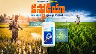 Custodia &ndash; ప్రతి పంటకు రక్షణ కవచం  Best Fungicide for All Crops  పూర్తి వివరణ తెలుగులో