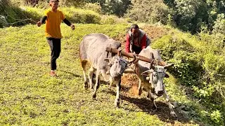 आलू के खेत में लग रहा है अब हल | साल का पहला हल । 