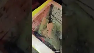 Pleb&eacute;ia Emerina enxame top.