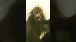 Primate Speech And BIGFOOT #shorts