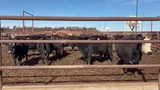 Joe Klug Dispersal - 16)Blk/Bwf bred cows/9-10 YO