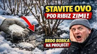 HITNO stavite OVO pod ribiz zimi! U proljeće nećete znati kamo s bobicama!