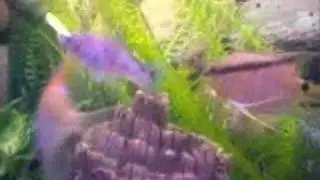 Random Video of my Tropical Fish