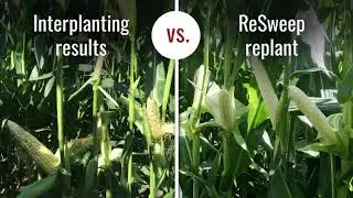 Get to Know the Yetter 2965 ReSweep&trade;