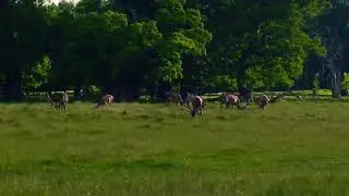 Deer observation 🦌🦌