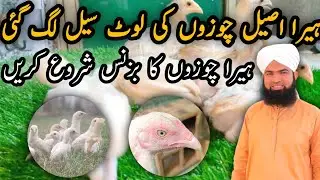 Heera Aseel hen for sale | hen farming by Ali Bhai tv