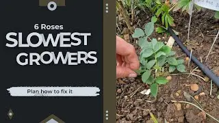 My top 6 Slowest Growing Roses & What I Learned // The Rose Enthusiast