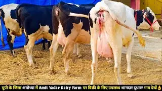यूपी के जिला अयोध्या में Amit Yadav Dairy Farm पर बिक्री के लिए उपलब्ध शानदार दूधारू गाय देखें👌