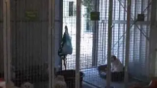 Virtual visit to the Pet Hotel Small Animal House