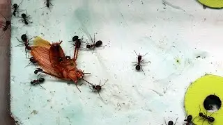 Formica Pratensis ants vs. huge Blatta Lateralis cockroach