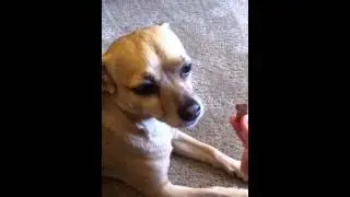 Chihuahua shows tremendous restraint playing leave it game