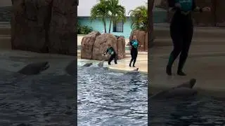 Their playfulness is unlimited. #bottlenosedolphins #verysocial