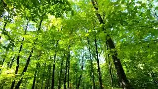 Beech-maple forest. Closed-canopy hardwood forests where sugar maple American beech trees #nature 