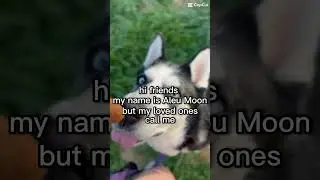 Aleu💛 #husky #husyhumor #doghumor #humor #dogs #pets #pethumor #fyp #views #viral #viralvideo