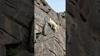 Rock Climbing Masters: The Gravity-Defying Goats