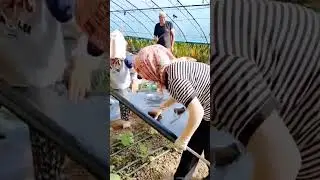 My Countryside Life #Planting #Tips #Farmer's Wisdom