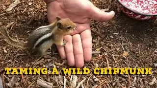 Taming a wild chipmunk in the forest