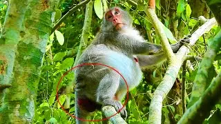 OMG! Jane Monkey Escapes From Jody Baby Monkey To Find Special Place To Give A Birth Cos She Hurts