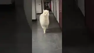 Just a normal day at the office #shorts #alpaca #pets