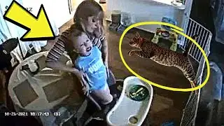YOU WON'T BELIEVE WHAT FAMILY CAT DID TO ABUSIVE BABYSITTER