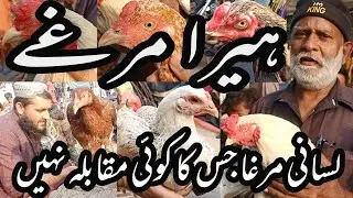 Heera Aseel Murga | White Heera | Saddar Hen Market | Shehr Main Dihat | #birds #hen #chicken #pets