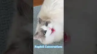 Ragdoll Cat Meowing #funnycats #meow #catshorts #ragdollcat