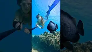 Cute damselfish 🖤 #underwater #damselfish #freediver #freediving