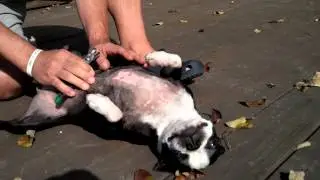 Clipping dogs' nails requires calm energy