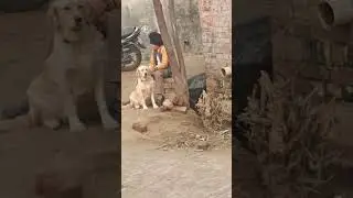 Dog loy