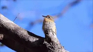 Macuru - Rusty-breasted Nunlet - Nonnula rubecula