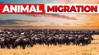 Caribou or Salmon: Who Travels the Furthest? Know About Animal Migration in Detail | @Fact-Factory