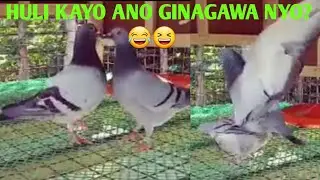 EUTAN NG KALAPATI.