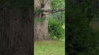 battle cat walking the white oak  #cats with character #pets with jungle gyms