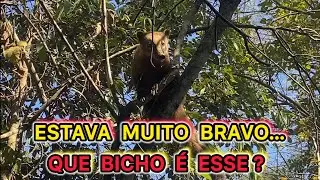 ANIMAL BONITO , BRAVO e DETECTORISMO&hellip;