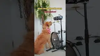Cute dog plays drums 'Roll Over Beethhoven' #drummerdog #dogplayingdrums #dogtricks #cutedogs #dogs