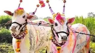 Devani bail jodi ||बैल