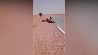 Algeria Desert Saving A Thirsty Camel from Death ! Under 60&deg; Degree🌡️