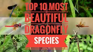 Top 10 Most Beautiful Dragonfly Species | Make Real | 1440p