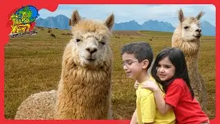🦙 Discovering Llamas in Peru! Fun Facts, Adventures, and Learning! 🇵🇪 | @travelkidsTVSHow