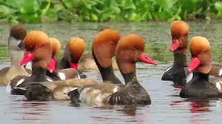 Beautiful Red Crested Pochard Duck Family In The Lake