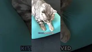 Softness Check ☁️ Kitten-Approved Support with MultiPillow