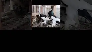 #subscribe #pigeon #pigeonloves #bird #like #like #kabutar #kabutarlove #birdspecies #kabootar #pige