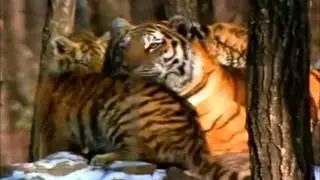 siberische tijger