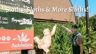 Everything You Need to Know about Sloths | Bogarin Trail | La Fortuna, Costa Rica