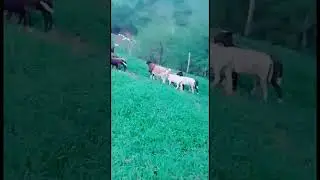 A herd of goats walking across a grassy field#animals #nature #wildlife #goats