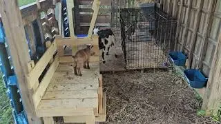 #goatsplaying #goats #youngfarmer #farmkid #goatfarm #homesteaders